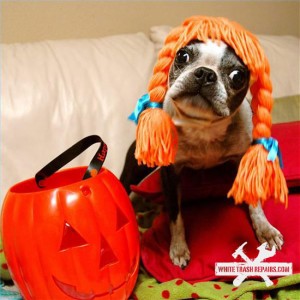 Halloween Pet 1