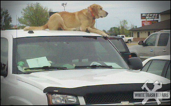 dog-ontop-car